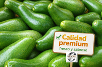 Aguacate Sinse Export